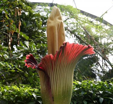 Flowering titan arum at the Eden Project